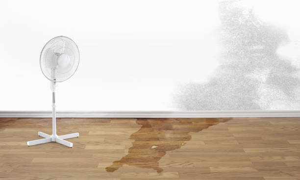 Best Water damage cleanup near me  in Red Lodge, MT